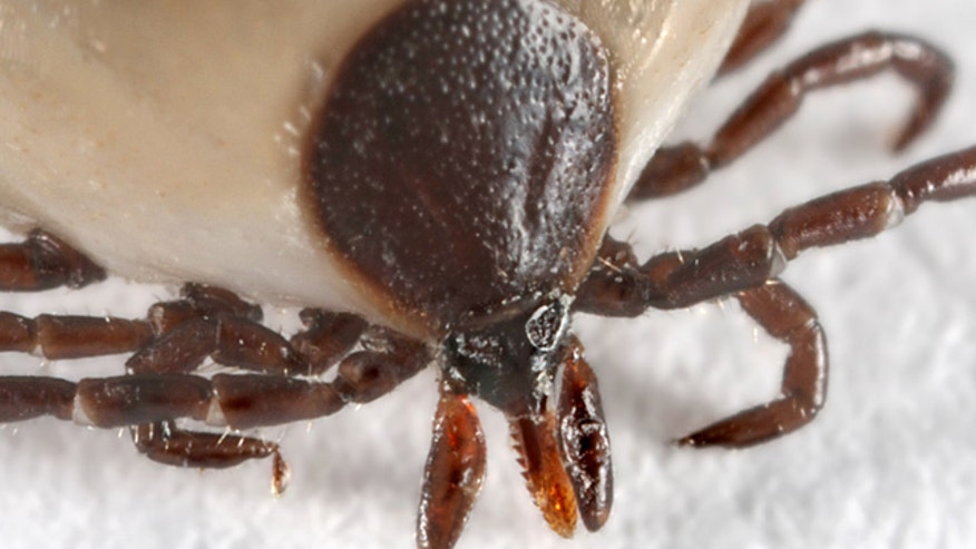 2. Prevent Parasites_Deer Tick